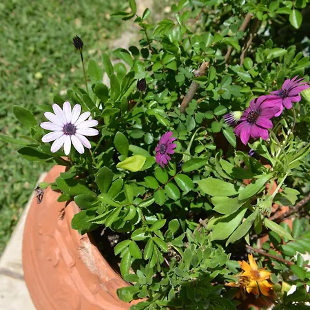 Robusto Cosy With Garden Near Corfu Town דירה קונטואקלי