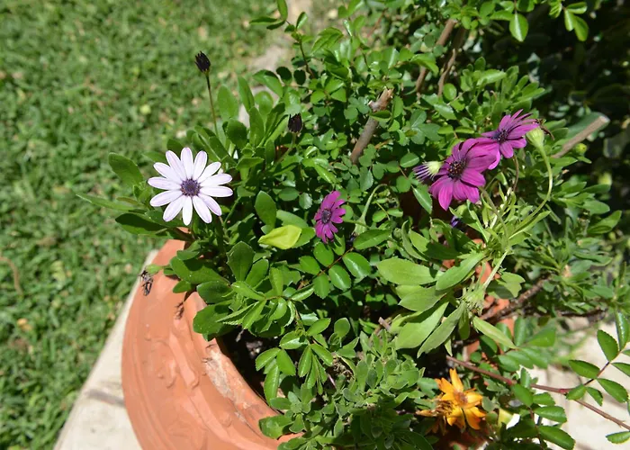 Robusto Appartement Kontokali